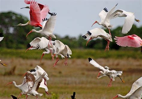 Merritt Island National Wildlife Refuge (Gateway) | GFBWT