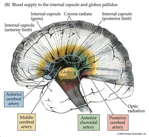 Internal Capsule Anatomy - Anatomical Charts & Posters