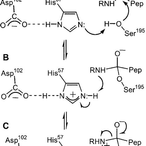 Schematic diagram for the mechanism of proton transfer in serine ...