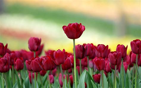 Tulip Desktop Wallpapers - Top Free Tulip Desktop Backgrounds - WallpaperAccess