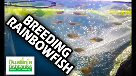 Breeding Boeseman's Rainbowfish - Melanotaenia Boesemani Babies from the Pond! - YouTube