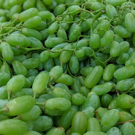 Sour Grapes 1 lb – Khorak Supermarket