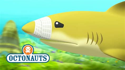 Octonauts Lemon Shark, Octonauts: Peso Is Chased By A Great White Shark - YouTube : The ...