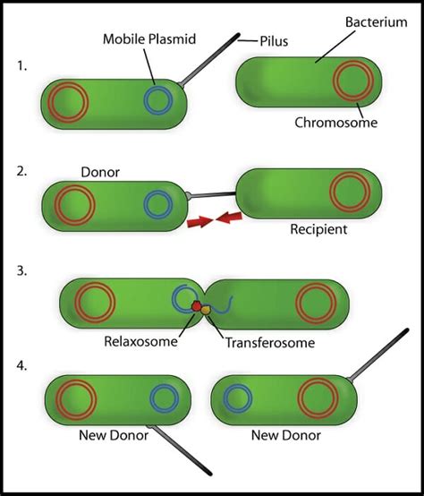 Compare and Contrast Binary Fission and Conjugation | Biology Dictionary