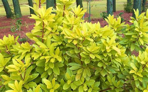 Florida Sunshine Anise - 3 Gallon - Shrub - Shrubs for Summer Color