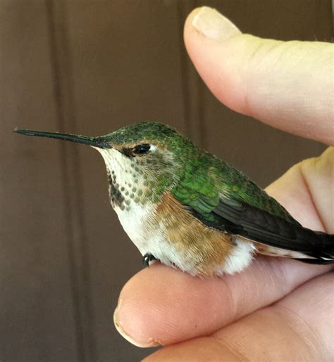 Wow! We Found A Baby Hummingbird! | Sierra News Online