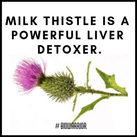 Milk thistle is a powerful liver detox | Liver detox, Milk thistle, Detoxifying herbs