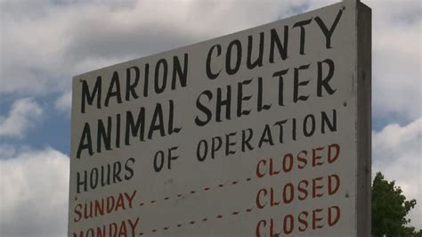 Marion County hires new director for animal shelter | WPDE