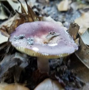 RUSSULA+MARIAE | Search | Atlas of Living Australia