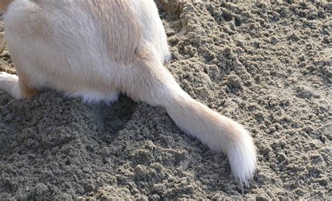 Injured & Broken Dog Tail: Common Symptoms, Causes, & Treatments