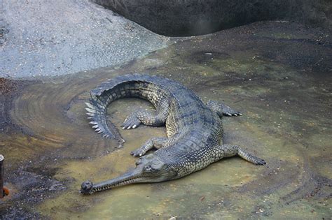 Gharial - Ten Random Facts