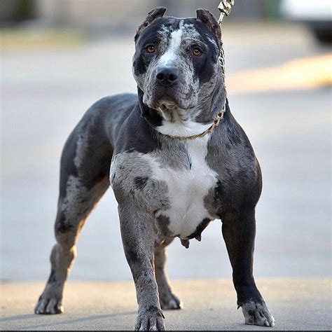 Merle Pitbull: Puppies, Price, Life Expectancy and MUCH MORE