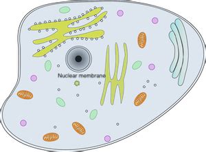 Nuclear Membrane | Definition & Function - Lesson | Study.com