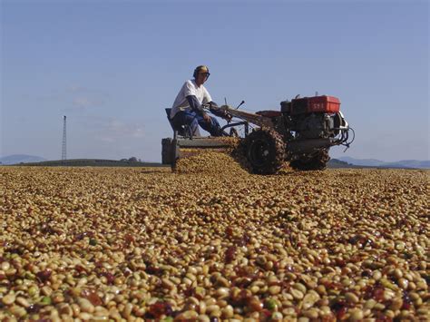 What really goes into your morning cup of coffee? | Magazine Articles | WWF