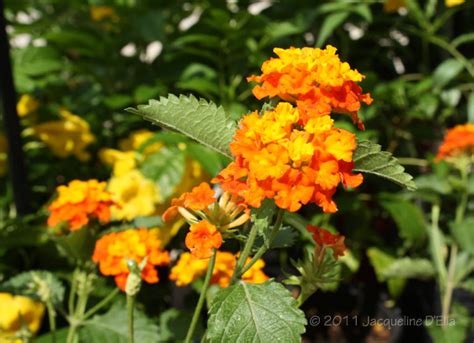 10 Drought-Tolerant Native Plants for Houston - Buchanan's Native Plants