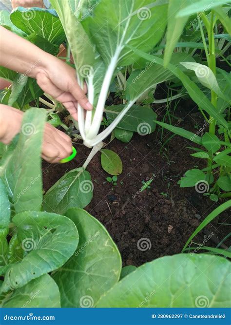 The Correct Way of Harvesting Pechay Stock Image - Image of green ...