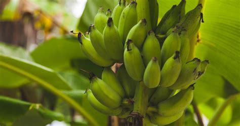 Saving the banana the non-GMO way : r/GMO_free