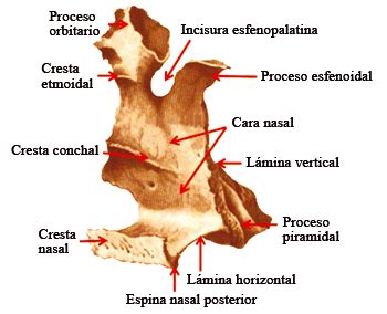 Palatino (hueso) - EcuRed