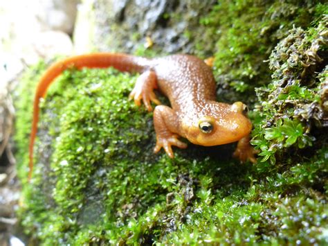 California Newt on Mossy Wood image - Free stock photo - Public Domain ...