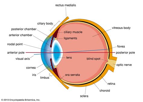 Ocular Anatomy Diagram