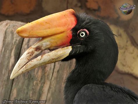 Rhinoceros Hornbill Wallpapers - Wallpaper Cave