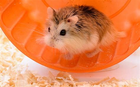 The Big Hamster Toy Review - The Best Toys For Hamsters