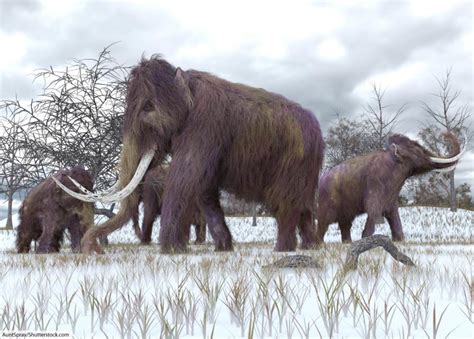 Woolly Mammoth Facts For Kids & Adults: Meet A Famous Ice Age Animal