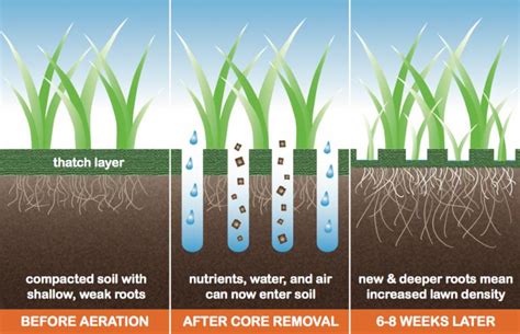 Lawn Aeration Basics - Tools and Tips | Times Square Chronicles