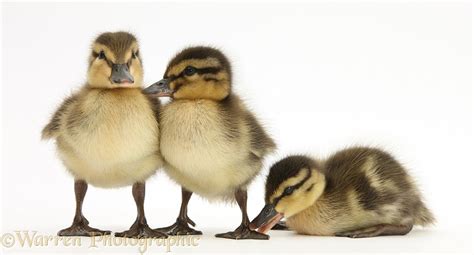 Three Mallard ducklings photo WP25809