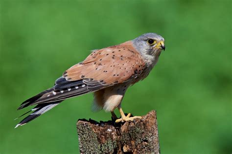 male Common Kestrel | by Andy Harris Kestrel, Raptors, Falcons, Bald ...