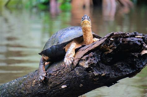 Tortuguero Wildlige Package - Life, Culture & Travel Costa Rica