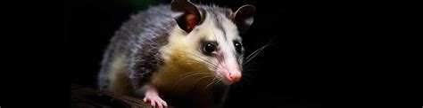 Possum Removal - Pest Control