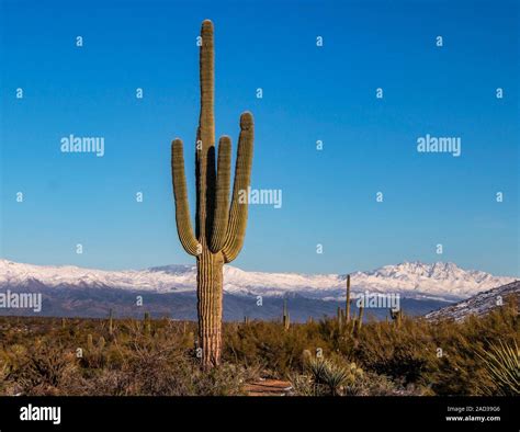 Arizona Saguaro cactus with snow clad mountains in background Stock ...