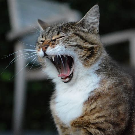 Free Images : animal, pet, fauna, yawn, close up, nose, whiskers, sleep ...