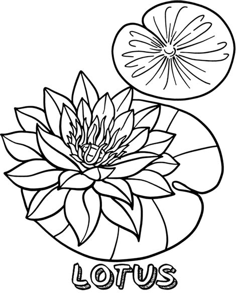 Flower of lotus coloring sheet page