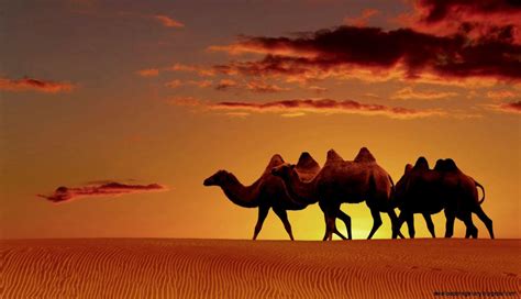 Desert Oasis Wallpapers - Wallpaper Cave