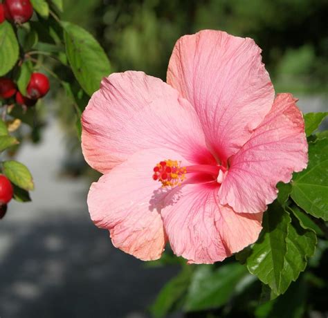 Hibiscus Flower Floral · Free photo on Pixabay