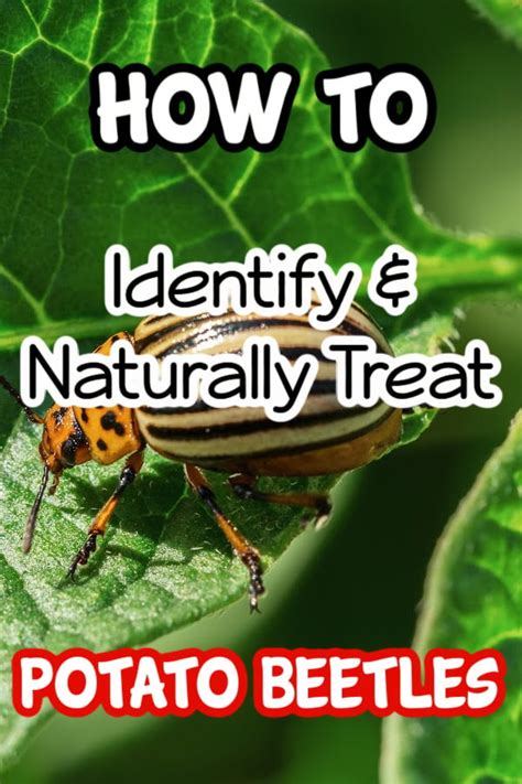 Potato Beetle: How To Identify & Chemically Free Control Them – Backyard Vegetable Gardener