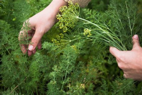 How To Grow Dill From Stems at Linda Villanueva blog