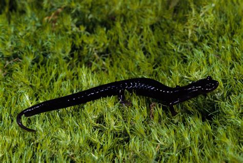 Black Lungless Salamander | Caudata.org: Newts and Salamanders Portal