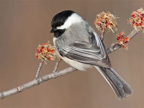 Black-capped Chickadee - eBird | Black capped chickadee, Chickadee ...