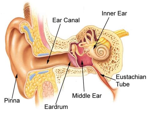 How The Ear Works | Your Summary Of Normal Hearing Function