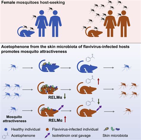 Flaviviruses Make Their Hosts Smell Tastier to Mosquitoes: Study | Sci.News