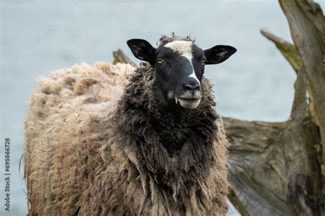 Romanov sheep breed looks into a camera. Close-up portrait of Romanov ...