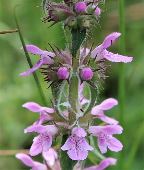 Lamiaceae (Mints)