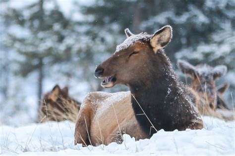 Wildlife corridor mitigations, concerns raised at Three Sisters, Canmore hearings - Bow Valley News