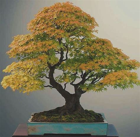 Ikebana, Plantas Bonsai, Japanese Maple Bonsai, Bonzai Tree, Bonsai Tree Types, Bonsai Styles ...