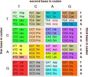 Darwin's God: Here is Why the DNA Code is a Problem