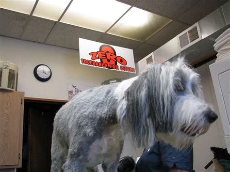 Jeanne's Dog Grooming | Coming right along, still smiling, d… | Flickr