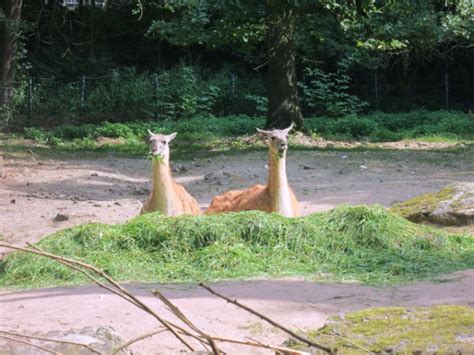 Nuremberg Zoo (Nuremberg) - Visitor Information & Reviews